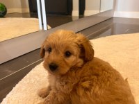 2 aylık yakışıklı maltipoo cinsi oğlumuz
