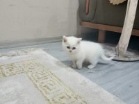 6 adet british blue point ve shorthair bebek