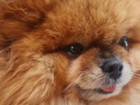 2.5 Yaşında Çiftleşmeye Uygun Dişi Pomeranian Boo