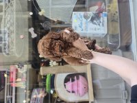 Erkek Toy Poodle