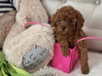 Toypoodle Yavrularımız