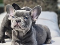 Benzersiz Güzellikte French Bulldog Yavruları