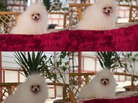 Pomeranian yavru köpeğimiz