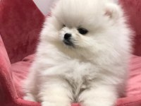 Pomeranian boo teddy