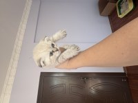 Minik scottish fold bebekler ilanda