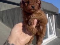 Red brown poodle yavrular