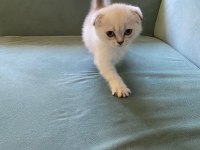 26 nisan doğumlu, safkan dişi scottish fold yavrumuz