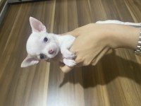 Acil chihuahua bebeklerimi sahiplendiriyorum acil