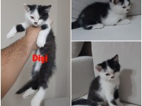 British Shorthair Bicolor