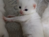 4 adet bebiş dişi ve erkek karışık kediler