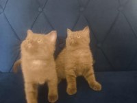 British shorthair nadir cins cinnamon