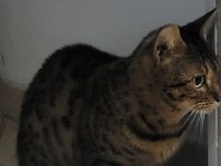 Bengal saf kan orijinal