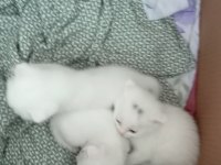 2 aylık yavru scottish fold
