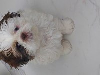 Shih tzu bebek