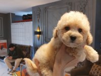 Akıllı ve Tüy Dökmeyen Karakteriyle Maltipoo Yavrusu