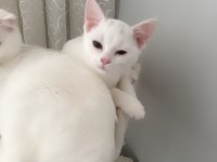 2 Beyaz safkan ırk british shorthair dişilerimiz