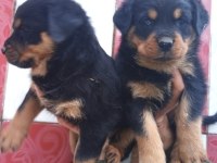 A Klas Rottweiler Yavruları