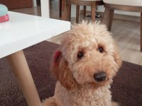 Sahibinden 7 aylık erkek toy poodle