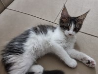 Maine coon cinsi özel ırk