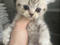 British Shorthair Silver