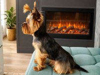 Orjinal Teacup Erkek Yorkshire Terrier 1800gr