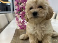 Maltipoo yavrum 55 günlük