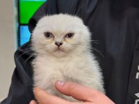 Scottish fold güzel yavrularımız