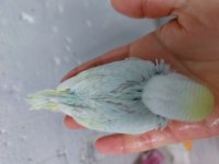 Rengarenk çek jumbo kırığı jumbo muhabbet kuşu