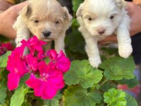 İRK GARANTİLİ MALTİPOO YAVRULAR