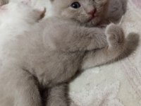 British Shorthair Bebekler - Erkek ve Dişi