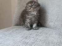 Anne baba SCRLİ a kalite british longhair yavrularımız