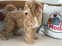 Petmode köpek çiftliğinde ziyarete açık maltipoo