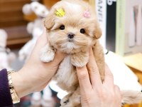 Safkan Toy Poodle Bebeklerimiz