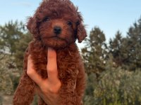 Safkan Dişi Erkek Toy Poodle Yavrular