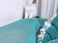 60 günlük erkek ragdoll yavru