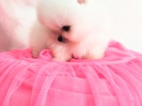 Pomeranian Boo Pamuk Gibi Beyaz Tedy Bear Yavrular