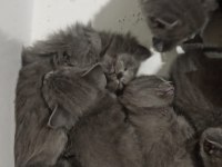 Russian blue kedimiz ev arıyor