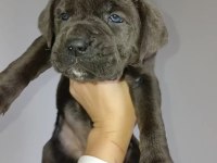 Cane Corso Blue yavrular