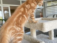 Red XL Mainecoon Erkek 