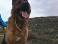 Saf Kan Alman Kurdu Yavruları