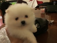 SAFKAN ANNE VE BABA ŞECERELİ POMERANİAN BOO