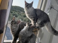 MAİNE COON KAÇIRAN ÜZÜLÜR
