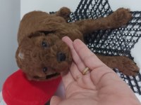 Safkan Red Brown Toy Poodle Bebekler