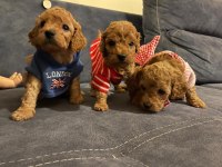 Red Brown Toy Poodle Yavrular Tuvalet eğitimli