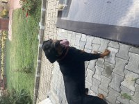 Erkek Rottweiler Orjinal Safkan 1.5 Yaşında