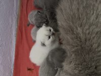REZERVE EDİLECEK YAVRU KEDİLER