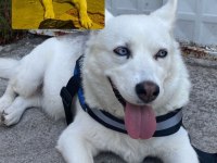 Sibirya kurdu husky 7 aylık