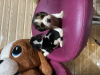 BEAGLE BEAGLE