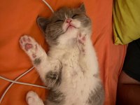 3 aylık british shorthair (fawn bicolor)