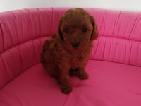 Petmode köpek çiftliğinde ziyarete açık toy poodle